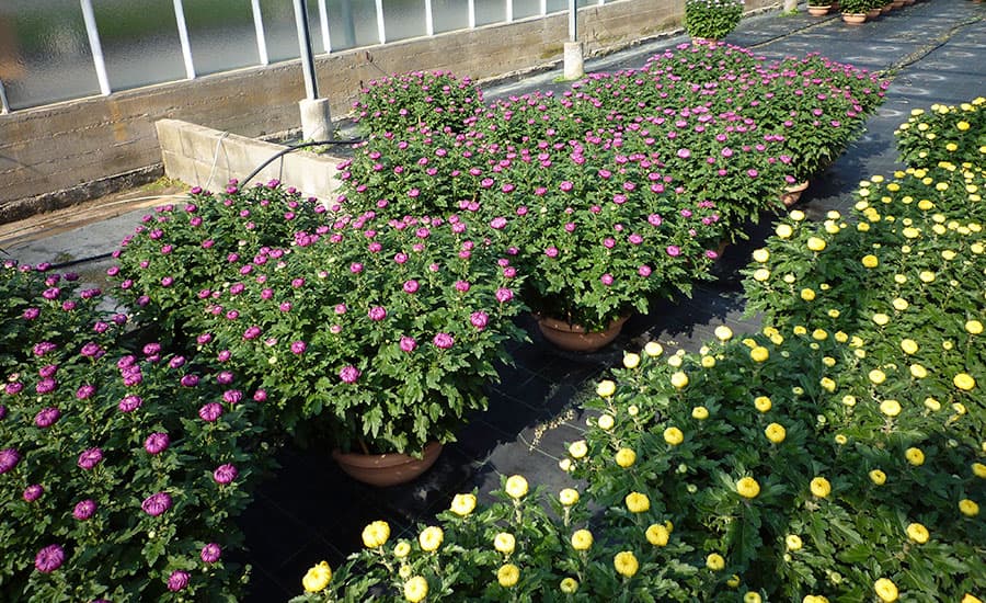 Chrysanthème Bernard production
