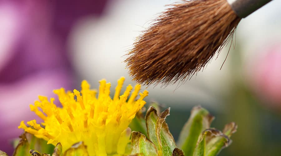 Chrysanthème Bernard La recherche