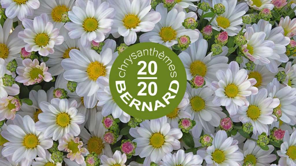 Nouveau catalogue 2020 Chrysanthèmes Bernard
