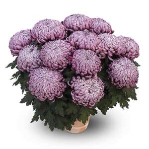 zebulon violet