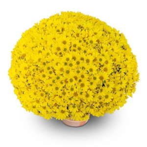 flora jaune